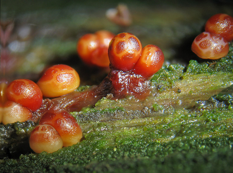 Trichia botrytis